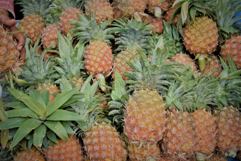 Pineapple for sale image. stock image. Image of food 166151043