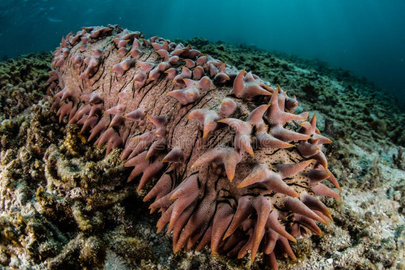 Pineapple Sea Cucumber stock image. Image of coral, conservation - 63997105