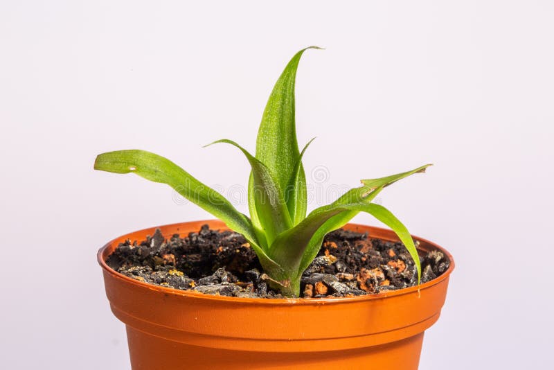 201 Pineapple Sprout Stock Photos Free & RoyaltyFree Stock Photos from Dreamstime