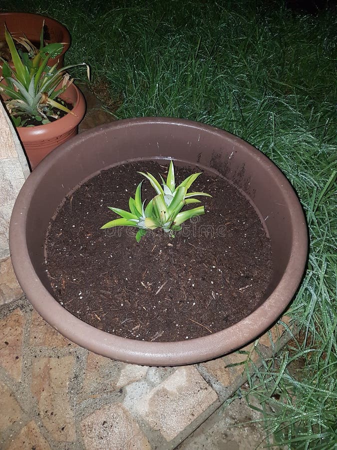 Pineapple Seedlings Growing in Pots Stock Image Image of crop, flower 213655913