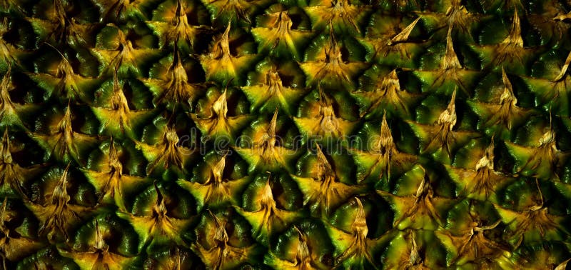 Pineapple Skin Close Up, Tropical Pattern with Copy Space. Pineapple Bark. Stock Photo Image