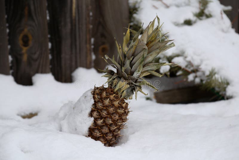 Pineapple in snow stock photo. Image of nature, diet 84276946