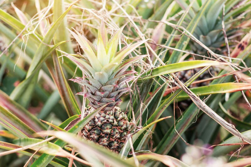 Pineapple on Tree with Sunlight. Stock Photo Image of growth, destination 121380972