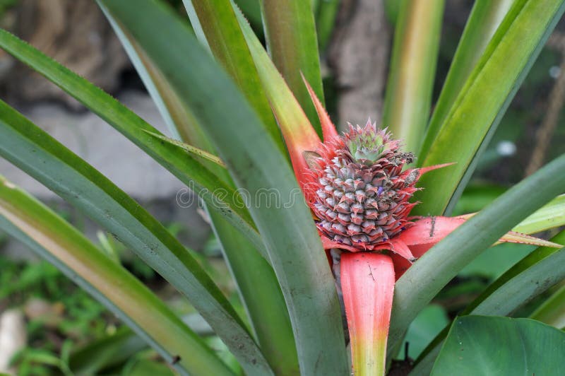 Pineapple Tree Grown In A Backyard Garden Stock Image Image of food