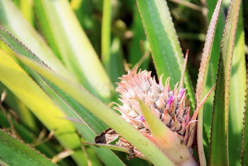 Pineapple on Tree with Sunlight Stock Image Image of flower, closeup 156377063