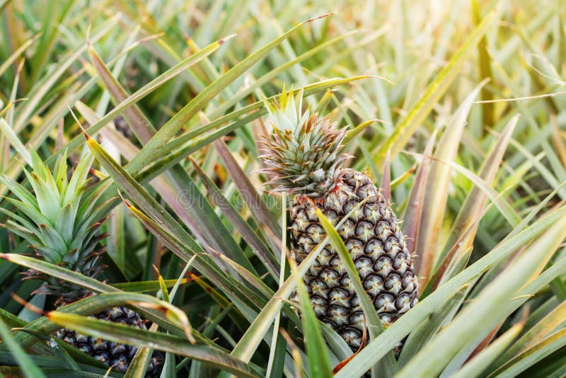 Pineapple on Tree with Sunlight. Stock Photo Image of foliage, field 119781034