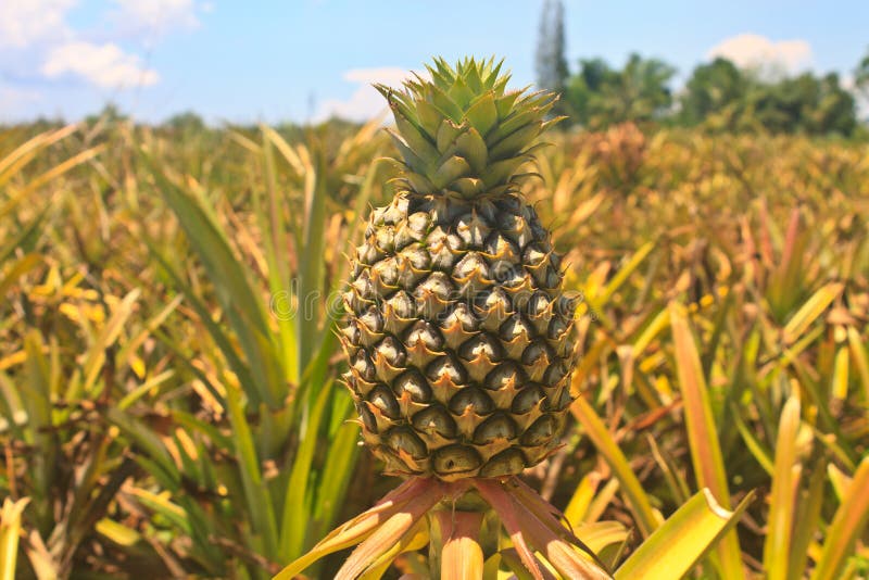 Pineapple tropical fruit