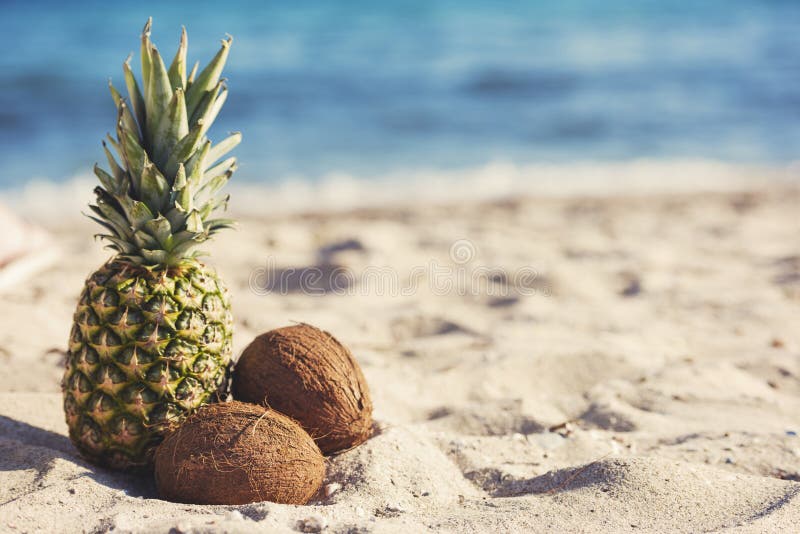 A Pineapple and Two Coconuts on the Beach Sand Stock Image Image of