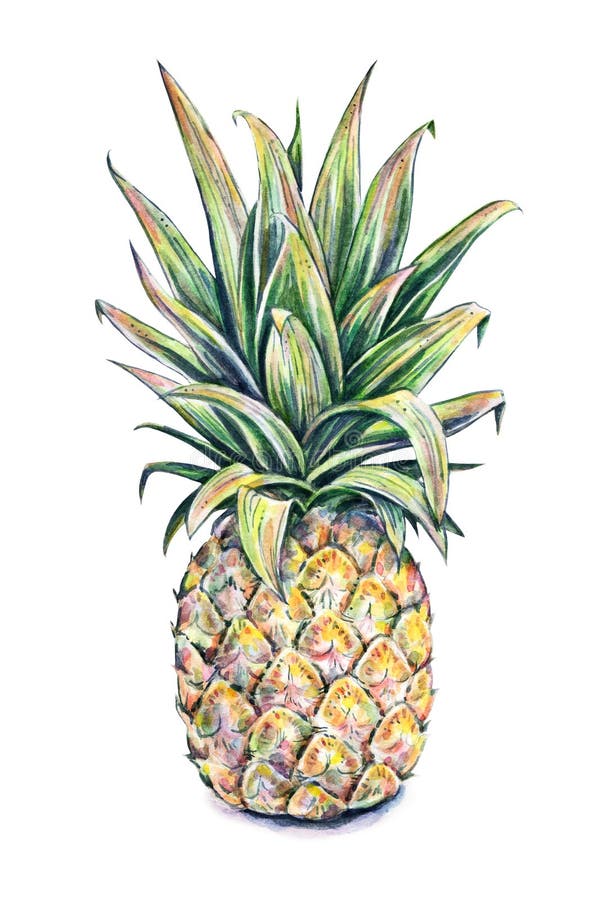 Pineapple on a white background. Watercolor colourful illustration. Tropical fruit. Handwork