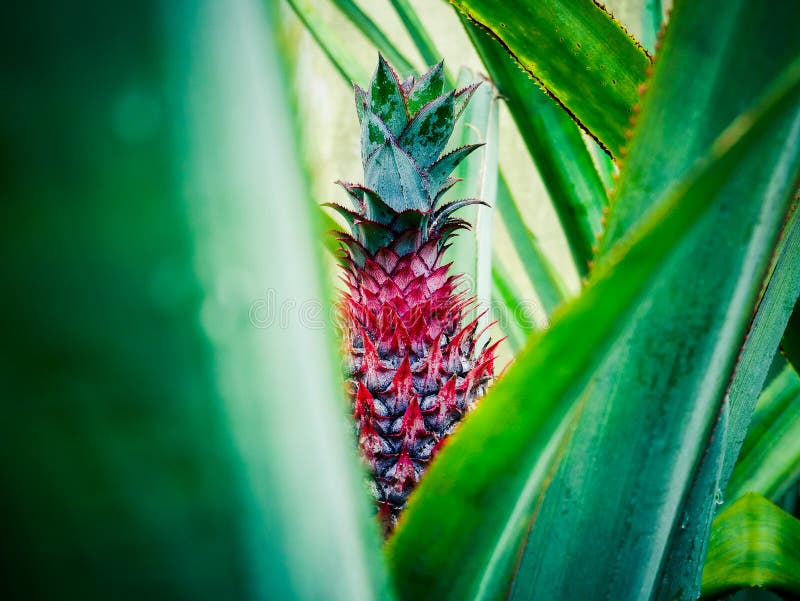 Pineapples Learn To Bear Fruit Stock Photo Image of fruit, leaf