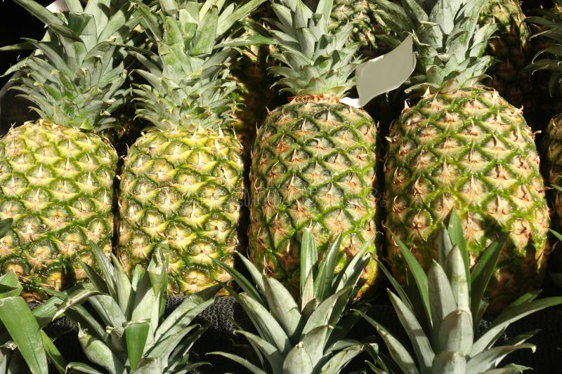 Pineapples stock photo. Image of food, produce, healthy 44961188