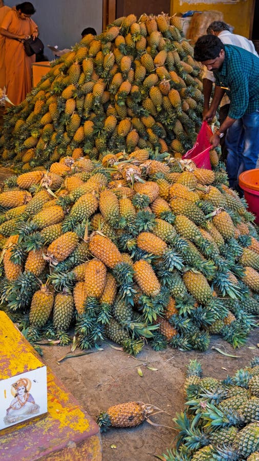 Pineapple Agriculture Farm Karnataka India Stock Photos Free