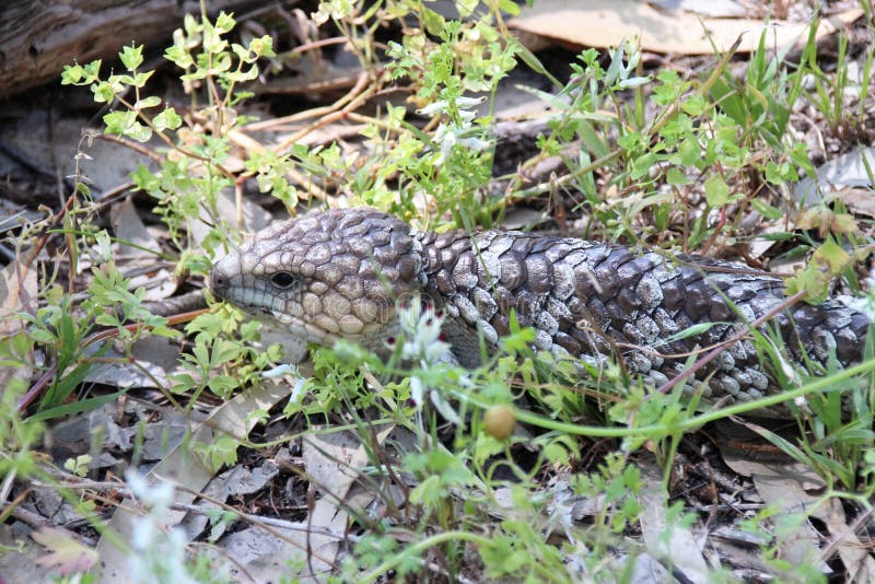 Pinecone lizard (shingleback skink or bobtail lizard) - yanchep - australia royalty free stock photos
