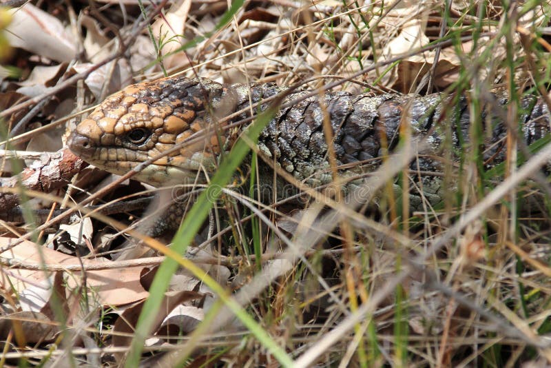 Pinecone lizard (shingleback skink or bobtail lizard) - yanchep - western australia stock image
