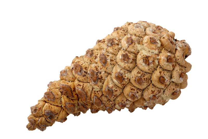 Download Pinecone Over White Background Stock Photo - Image of fall, christmas: 3545644