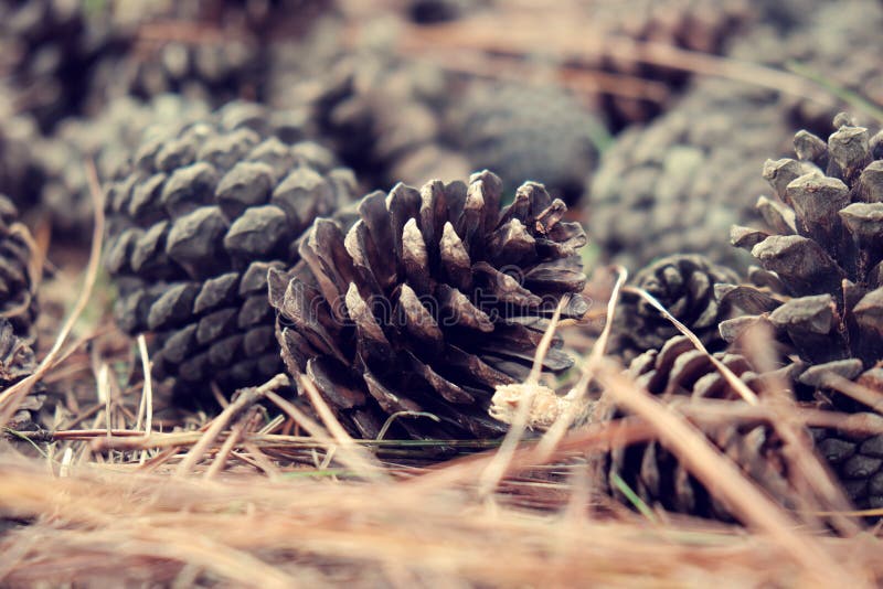 Pinecone από το δέντρο πεύκων στο δάσος στοκ φωτογραφία με δικαίωμα ελεύθερης χρήσης Pinecone από το δέντρο πεύκων στο δάσος στοκ φωτογραφία με δικαίωμα ελεύθερης χρήσης