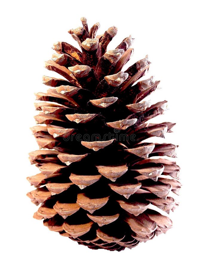 Pinecone изолировало на белой предпосылке стоковые фотографии rf Pinecone изолировало на белой предпосылке стоковые фотографии rf