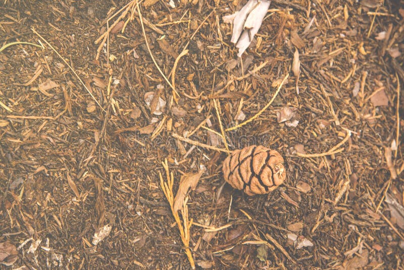 Pinecone мозоли сосны понизилось вниз одно земля в древесине на национальный парк секвойи стоковое фото rf
