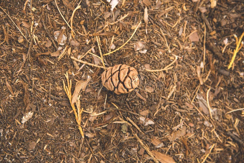 Pinecone мозоли сосны понизилось вниз одно земля в древесине на национальный парк секвойи стоковое изображение rf