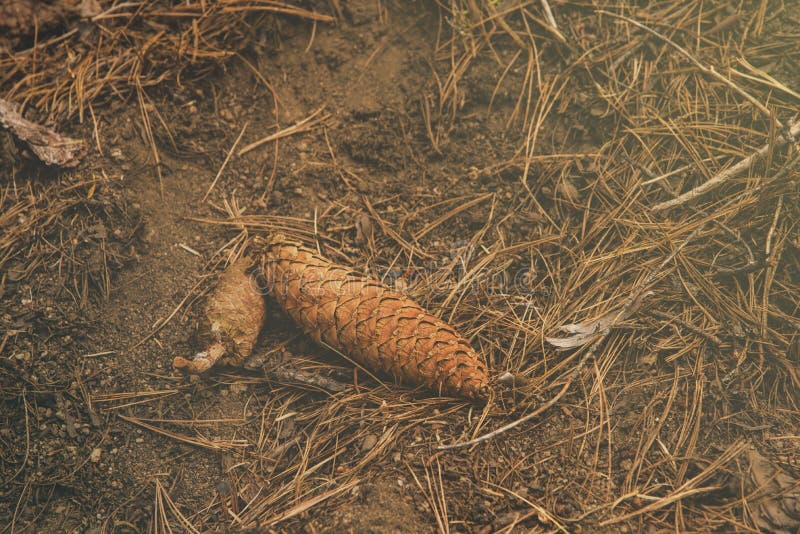 Pinecone мозоли сосны понизилось вниз одно земля в древесине на национальный парк секвойи стоковая фотография