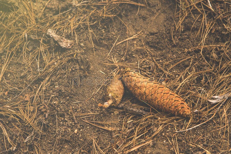 Pinecone мозоли сосны понизилось вниз одно земля в древесине на национальный парк секвойи стоковые изображения rf
