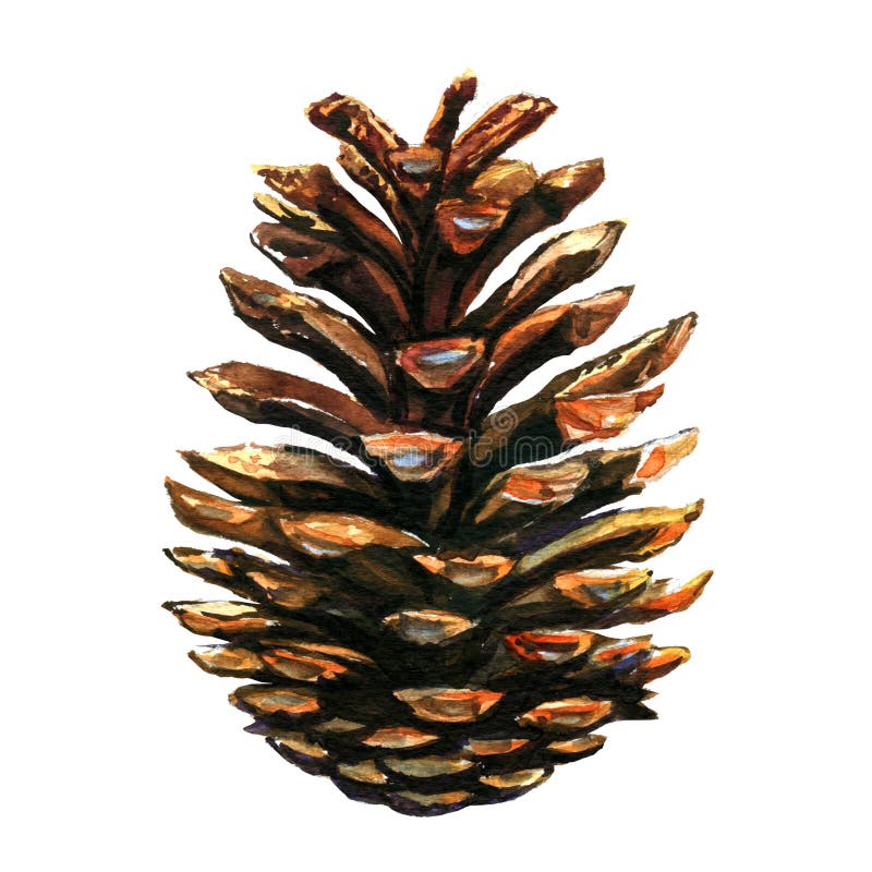 Pinecone на белой предпосылке иллюстрация вектора Pinecone на белой предпосылке иллюстрация вектора