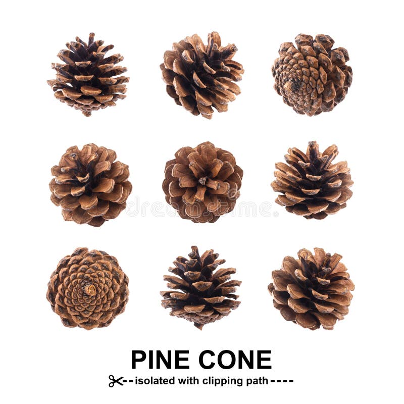 Pinecones. Fir cones isolated on white background with clipping path