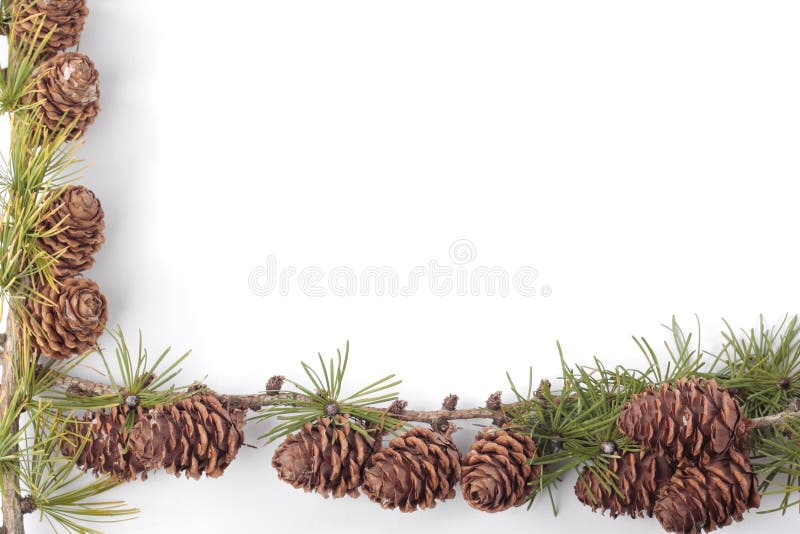 Pinecones over white