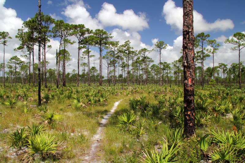 Pinelands in Jonathan Dickinson State Park