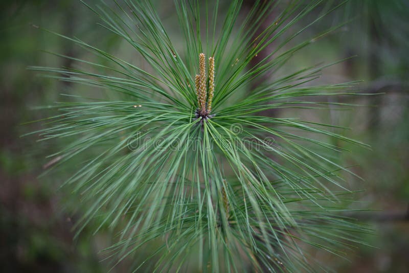 ` piner ` langer Blatt-Kieferabschluß herauf Foto mit Knospungskiefernkegeln lizenzfreie stockbilder ` piner ` langer Blatt-Kieferabschluß herauf Foto mit Knospungskiefernkegeln lizenzfreie stockbilder