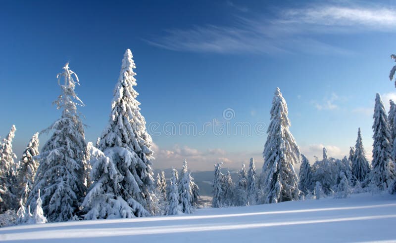 Pines covered frozen snow