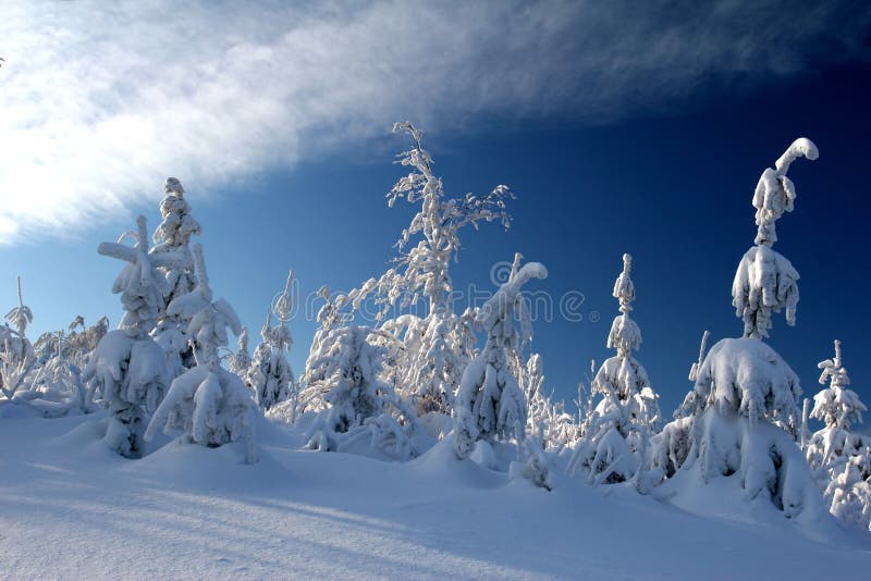 Pines covered the snow