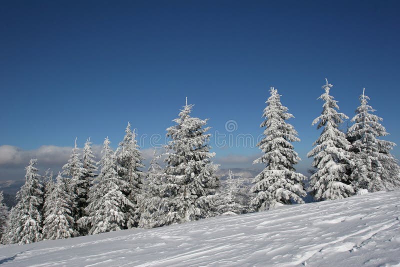 Pines covered snow on the hill