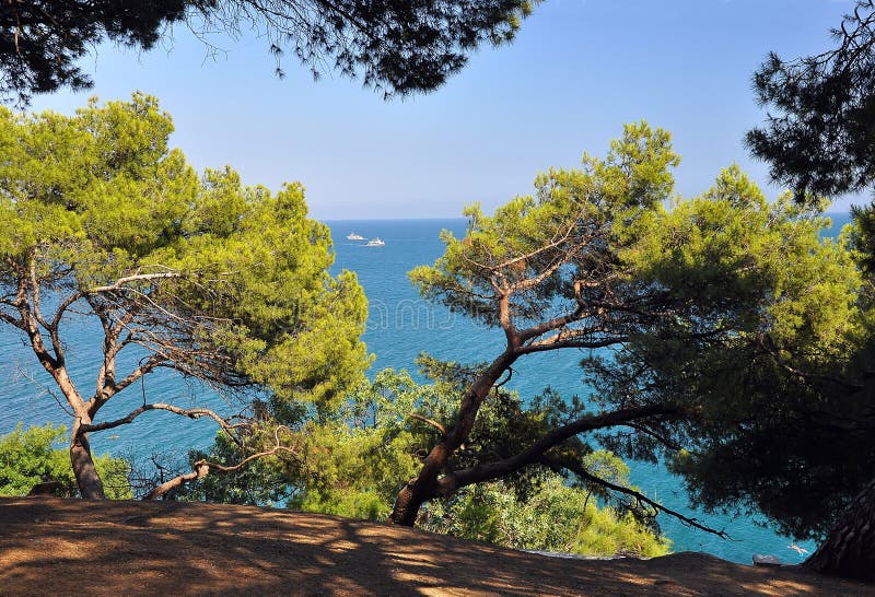 Pines grow on the shores of the blue sea on the background of the sky and the sea, on which the two ships sail. Crimea. Ukraine royalty free stock photo Pines grow on the shores of the blue sea on the background of the sky and the sea, on which the two ships sail. Crimea. Ukraine royalty free stock photo