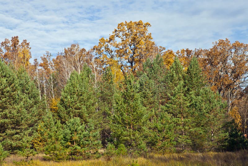 Pines and oaks stock image. Image of yellow, meadow, pine 35599899