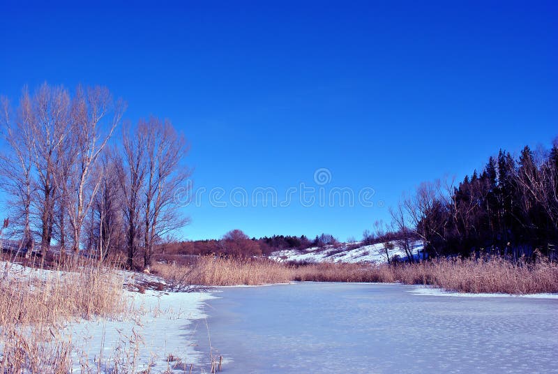 Pines and poplars on the hills, rotten reeds on the shore of the lake with melting ice, on a background of blue sunny spring sky