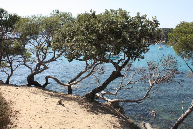 Pines beside the sea stock image. Image of riviera, coast - 12674689