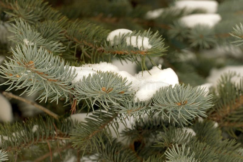 Pinetree branches covered with snow