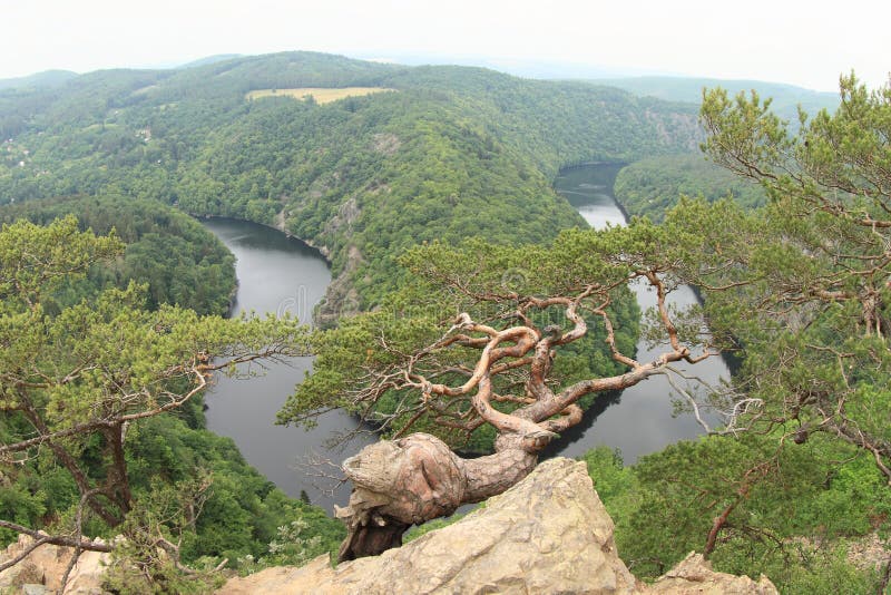 Pinetree na widoku na rzecznym Vltava, Vyhlidka Maj - fotografia stock Pinetree na widoku na rzecznym Vltava, Vyhlidka Maj - fotografia stock
