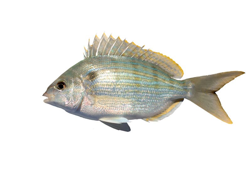 Pinfishen, Lagodonrhomboides, är en saltvattensfisk av Spa