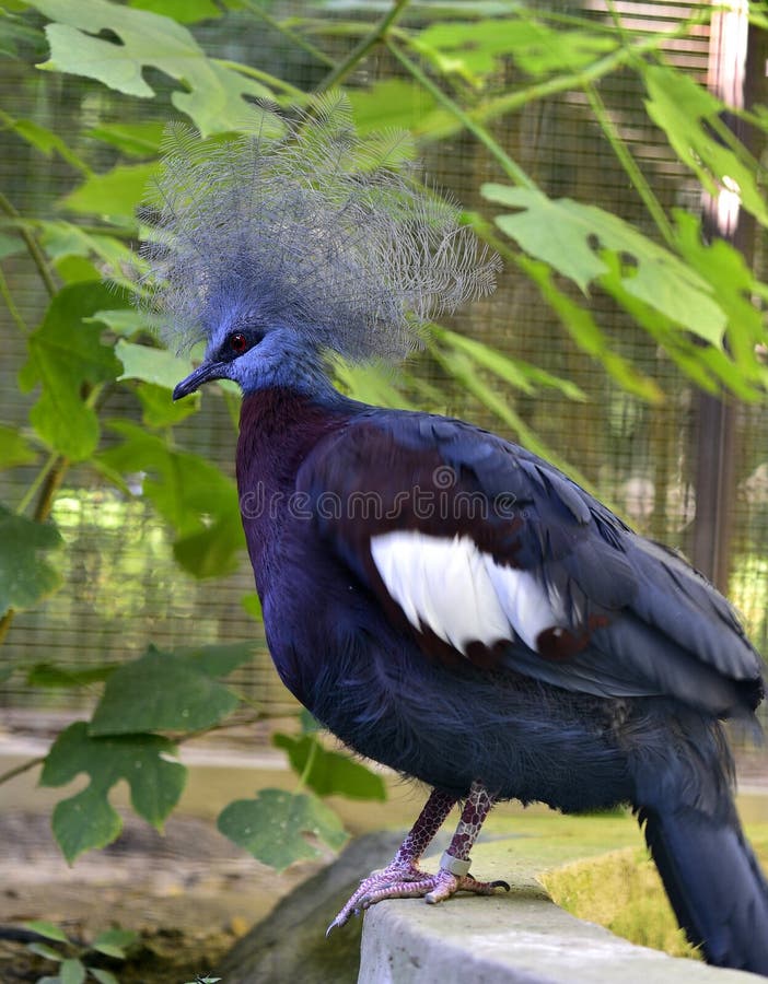 Piccione Coronato Meridionale fotografia stock libera da diritti