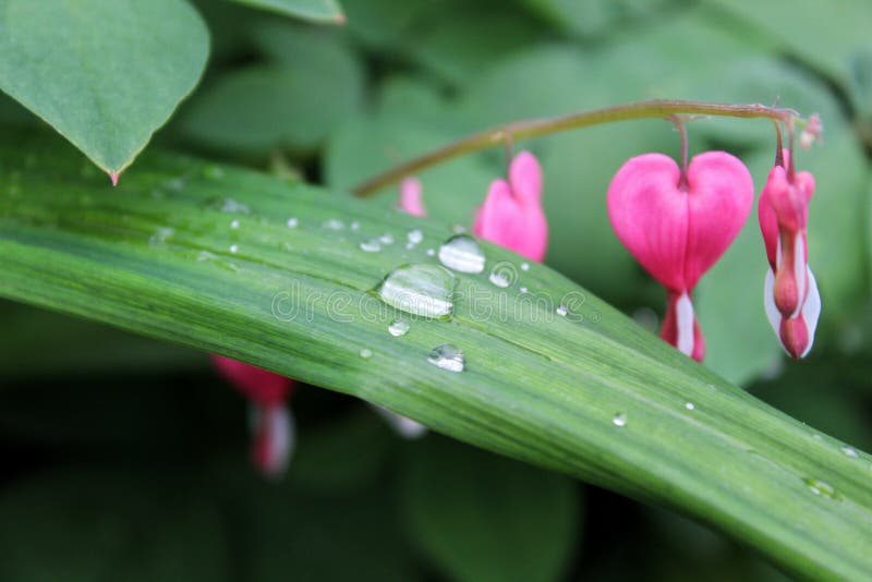 Pingos de chuva em uma folha de uma planta, flores cor-de-rosa no fundo imagem de stock Pingos de chuva em uma folha de uma planta, flores cor-de-rosa no fundo imagem de stock