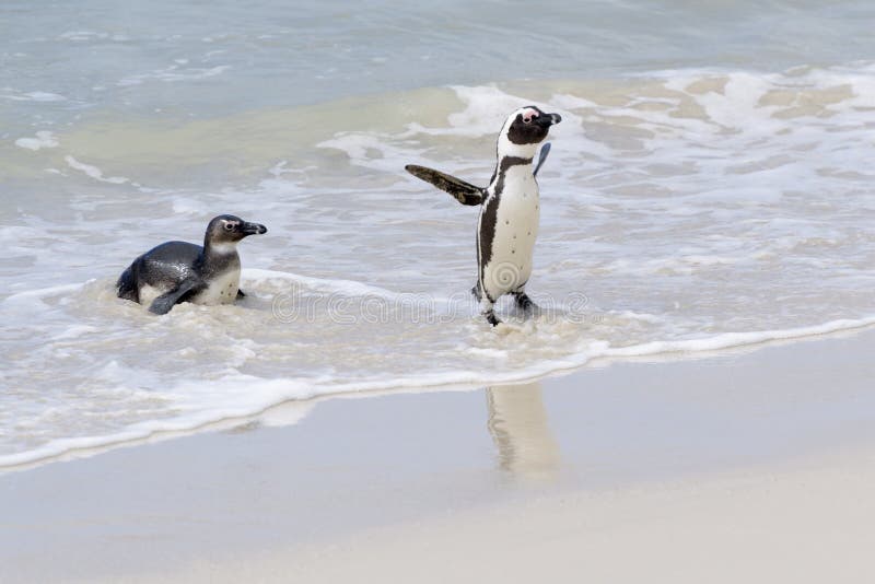 Pingouin africain arrivant sur la plage photographie stock Pingouin africain arrivant sur la plage photographie stock