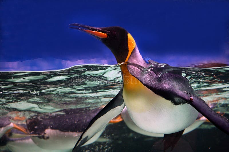 Pingouin de roi image stock Pingouin de roi image stock