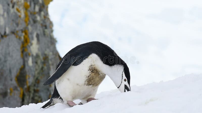 Pingouins de jugulaire sur la neige banque de vidéos
