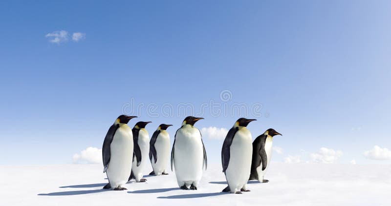 pingouins glacials d'horizontal image libre de droits pingouins glacials d'horizontal image libre de droits