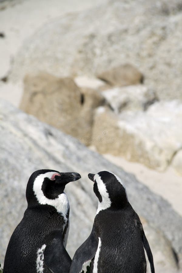 Pingouins mis en danger de cap