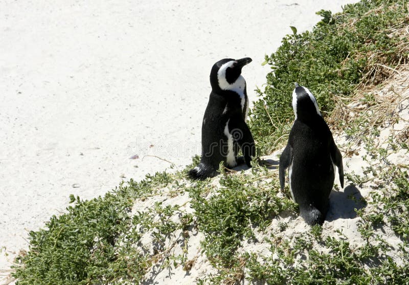 Pingouins sud-africains sur une plage image libre de droits Pingouins sud-africains sur une plage image libre de droits