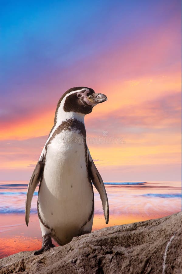 Pinguim bonito Pinguim bonito