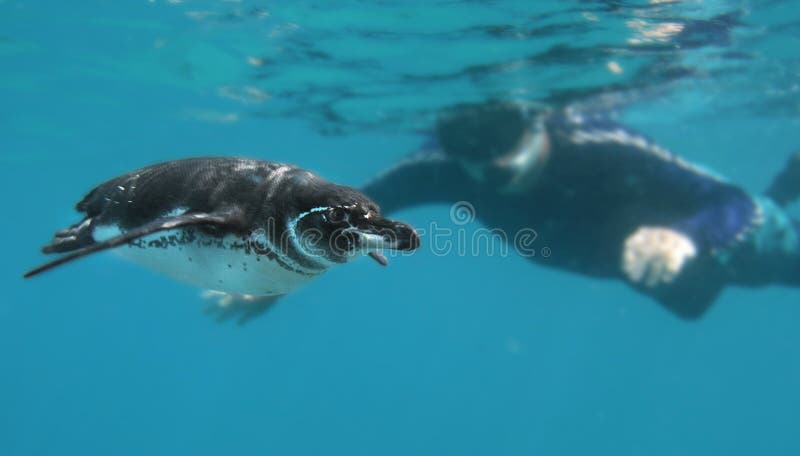 Pinguim curioso e Snorkeler